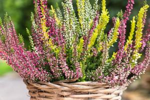 How to plant heather plants. Mistakes made by amateur gardeners