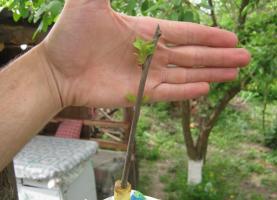 Simple and reliable: the spring grafting cuttings