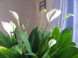 5 coarse and common mistakes in the care of Spathiphyllum