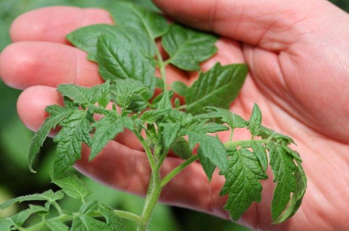 Do not rush to throw away the tops of tomatoes - it is useful to you! I'll tell you what it is. photo superomsk.ru