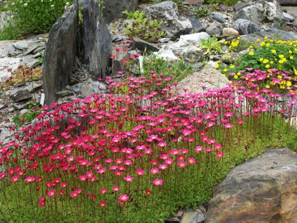 Saxifrage looks very positive and uplifting