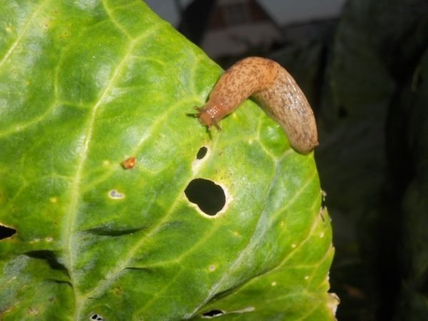 The result of the slug (ogorodnik.guru)
