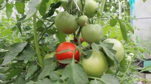 Care of tomatoes in August, with knowledge of the matter. Fruiting to the maximum