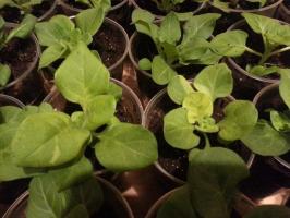 In petunia leaves turn yellow? The main reasons for resuscitation and beauty