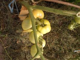 5 Best Tall tomatoes for 2019. Selection of tomatoes for the season 2020