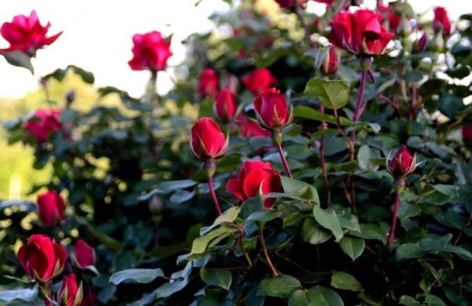 Grow fragrant rose is not difficult, if you know "what it is." Photo: alena-flowers.ru