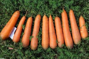 Properly collect and store delicious carrot: fineness