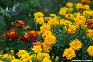 Marigolds, incredibly useful flower: that will save your health