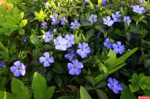 Fragrant carpet: 5 best perennials, ground cover for flower beds and gardens