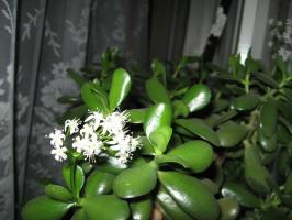 How do Crassula (money tree) beautiful. Simple, but the workers' councils
