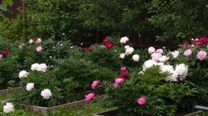 4 steps fertilizer peonies in the garden will bloom lush!