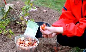 How to avoid mistakes in the autumn planting tulips.