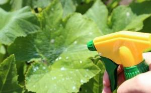 Do cucumbers turn yellow leaves: what to do? Plants will be saved