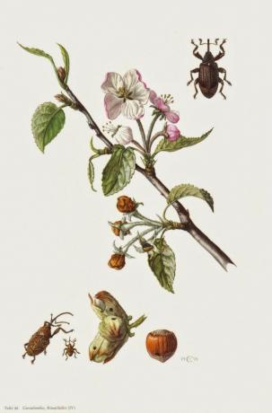 apple blossom beetle