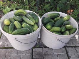 Cucumbers - buckets: how to increase crop