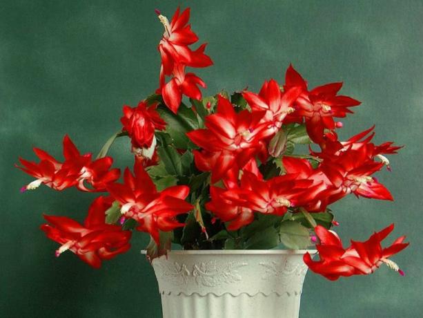 Decembrists brought varieties with different colors. Photo: Yandex