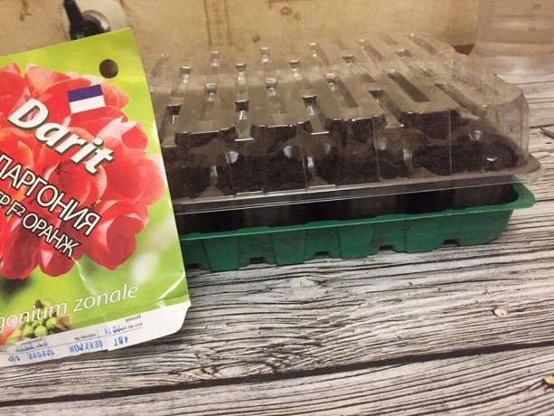 Geranium seeds planted in a greenhouse with peat tablets this year