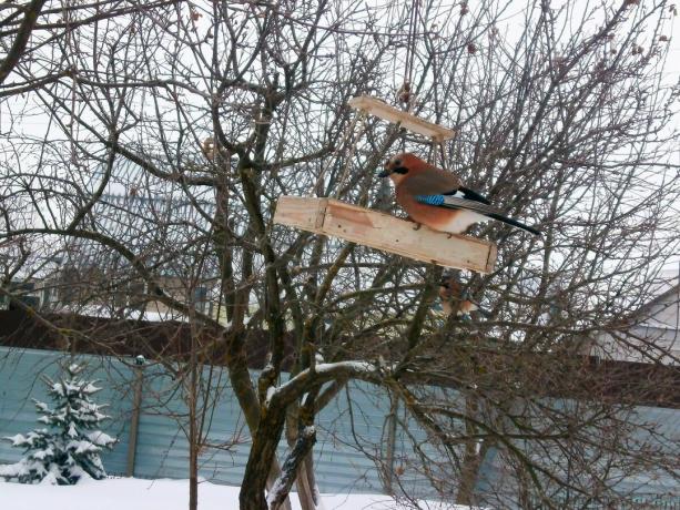 Jay on a bird feeder - for omens, auspicious sign. Photo: ecosfera48.ru
