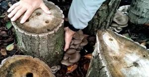 Oyster mushrooms on stumps. How to grow.