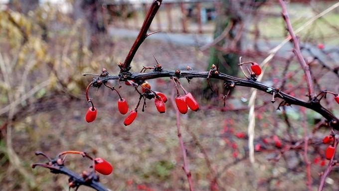 Sprig of barberry in late autumn (fotokto.ru)