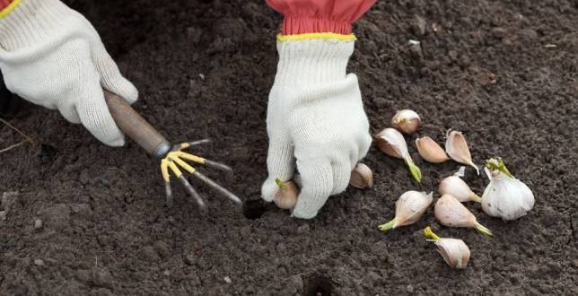 It's time to start planting winter garlic!