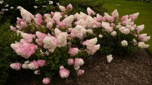 Frost-resistant perennials: 5 colors, easily surviving the harsh winter