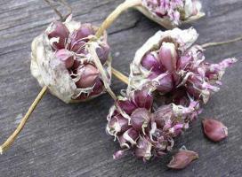 How to rejuvenate winter garlic