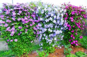August - the time to fertilize clematis for a long and lush flowering