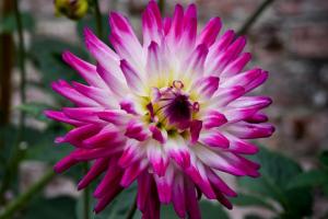 Cactus Dahlia - welcome in any garden. Features of cultivation and care