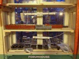 Racks for seedlings: successful solutions FORUMHOUSE users