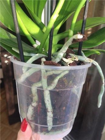 Plastic pot - the most preferred for Phalaenopsis
