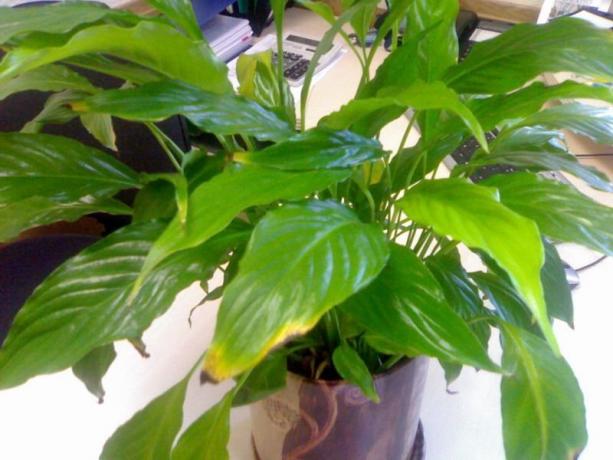 Leaves Spathiphyllum suffering due to the lack of moisture.