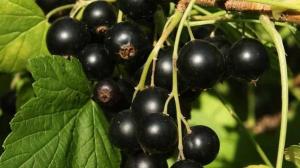 Currant is a large and sweet: fertilizing regime in June