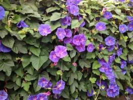 Top 5 annual flowering vines for your site