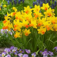 Rough and frequent errors in the care of daffodils in a flowerbed