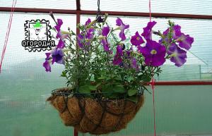 The whole period of flowering hybrids petunia need ...
