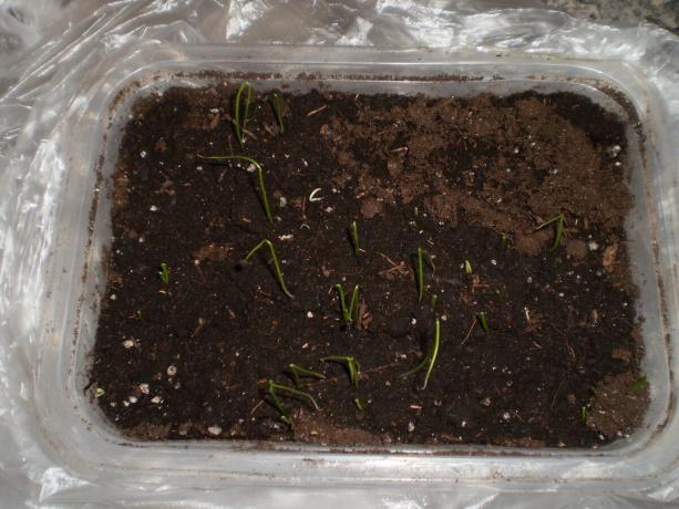 Shoots leeks. Seeds germinate in 5 days after sowing.