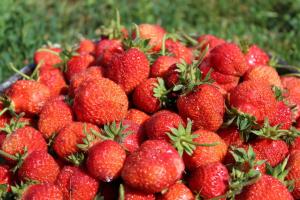 Why boric acid for the strawberries?