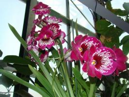 Care orchid Milton home