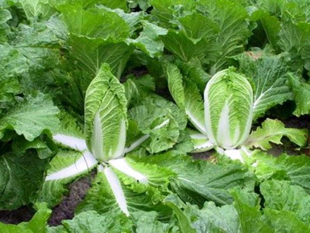 Chinese cabbage in the garden. Photo from the Internet