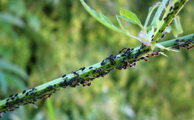 A herd of aphids much harm to your plants | ZikZak