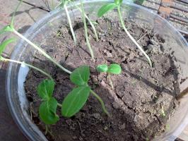 What to do after transplanting cucumbers