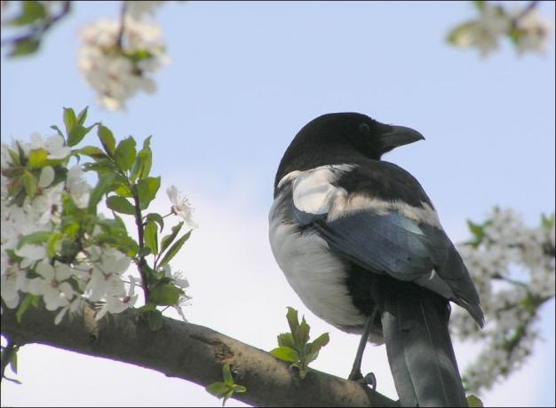 Magpies are very beautiful. But, unfortunately, arrogant!
