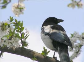 How to get rid of the pesky birds in the garden and the garden