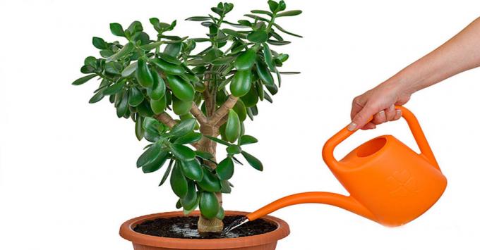 Jade - a plant for irrigation which should be treated with care