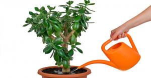 Why Crassula (money tree) grows slowly and how to speed