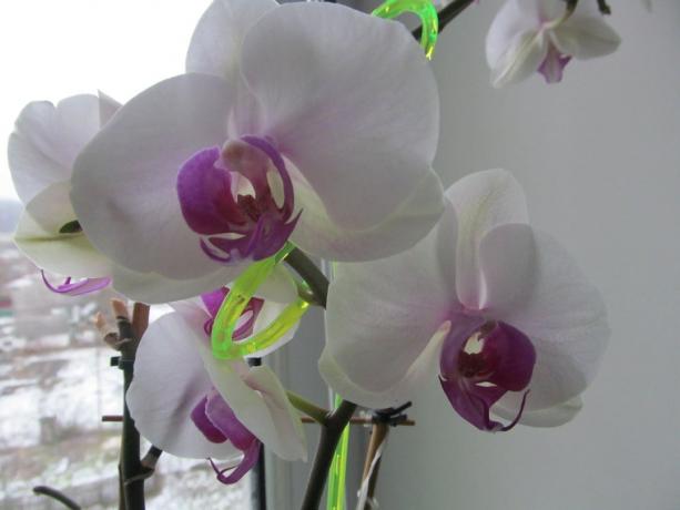 White and lilac favorite smells, and now, when the window is snow. Phalaenopsis - houseplants that can bloom in winter!