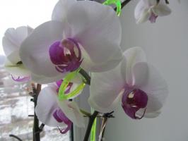 Why do I plunge orchids, not watering from a watering can