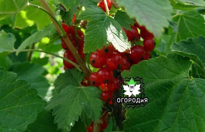 Redcurrants rescued July 2, 2019 