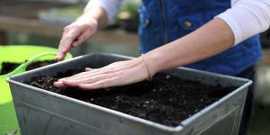 The ideal soil for sowing seeds for seedlings.